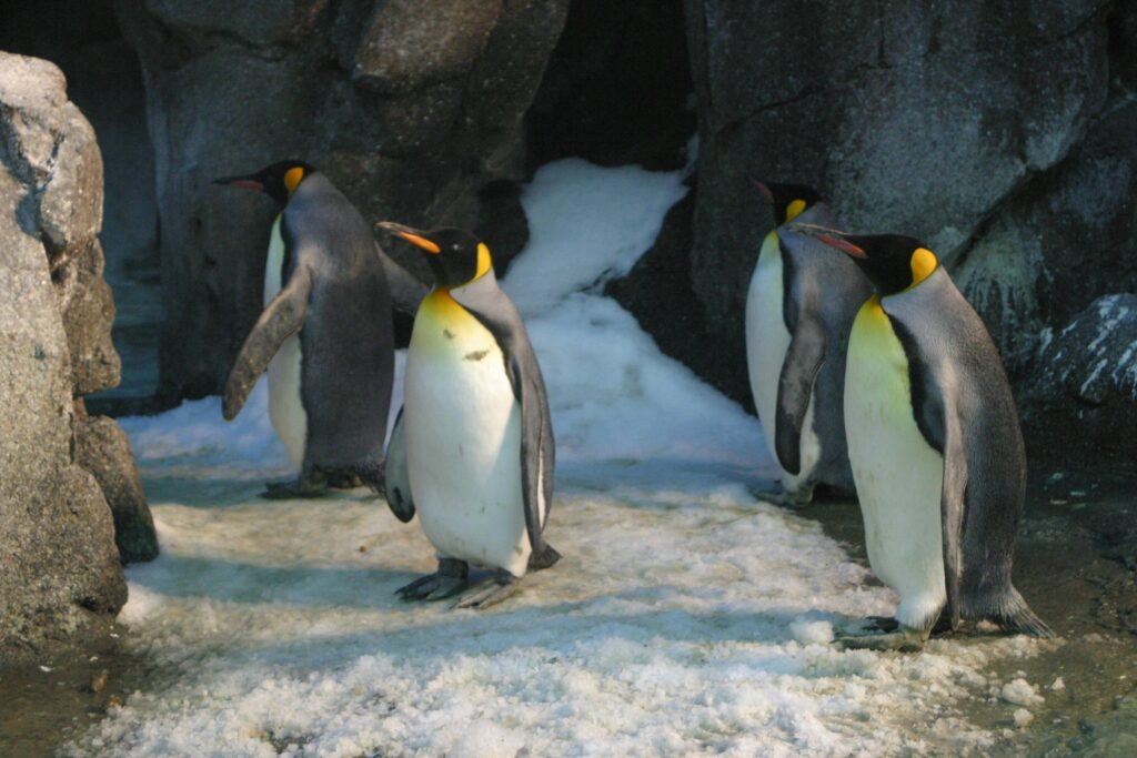 Penguin Viral Story: Why The World Is Obsessed With Penguins Right Now