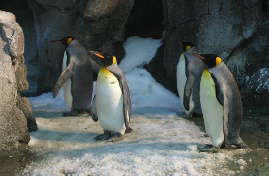 Penguin Viral Story: Why The World Is Obsessed&hellip;