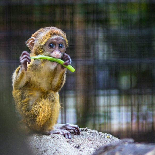 punch monkey story